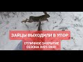 ОХОТА НА ЗАЙЦА. СВЕЖИЙ ЯНВАРСКИЙ СНЕГ. ЗАКРЫТИЕ СЕЗОНА 2021-2022. ЛАБРАДОР ВЫГНАЛ ВСЕХ ЗАЙЦЕВ.