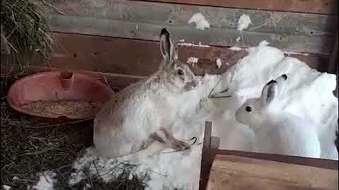 заяц русак и заяц беляк