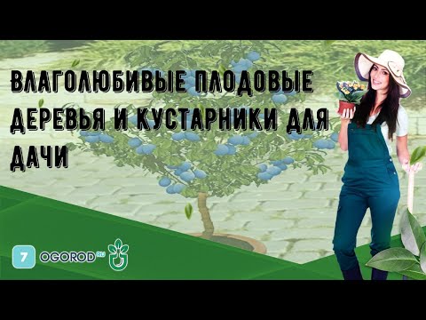 Влаголюбивые плодовые деревья и кустарники для дачи