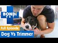 🐶 Dog's Crazy Fight With Hedge Trimmer | FULL EPISODE | S07E16 | Bondi Vet