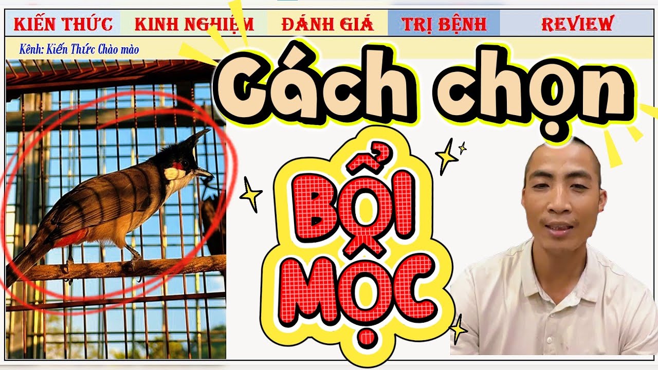 Cách Chọn Chim Bổi Mộc Dữ – Không Sợ Chim, Lỳ Đòn Ngay Từ Lúc Mới Bắt