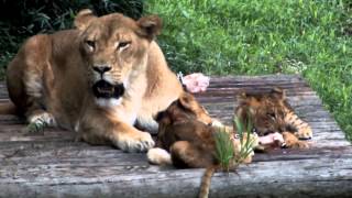 Cute lion babies and mom.かわいいライオンの赤ちゃんたちと母ライオン。