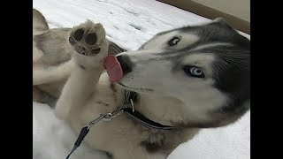 Siberian Husky life  Dog Love puppy