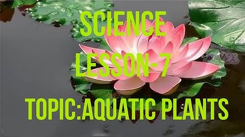 Science  Lesson 7 Topic- Aquatic Plants