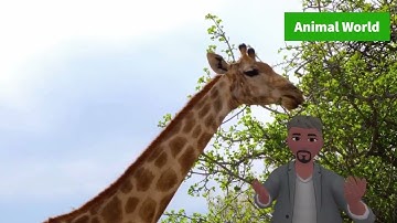 CaptureXR Showcase: Animal World