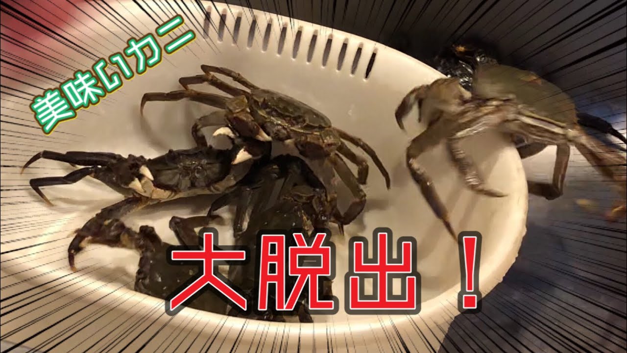 モクズガニ このカニ 暴れん坊につき取扱注意 唐揚げ 味噌汁 捌き方 作り方 Youtube モクズガニ このカニ 暴れん坊につき取扱注意 唐揚げ 味噌汁 捌き方 作り方 Youtube