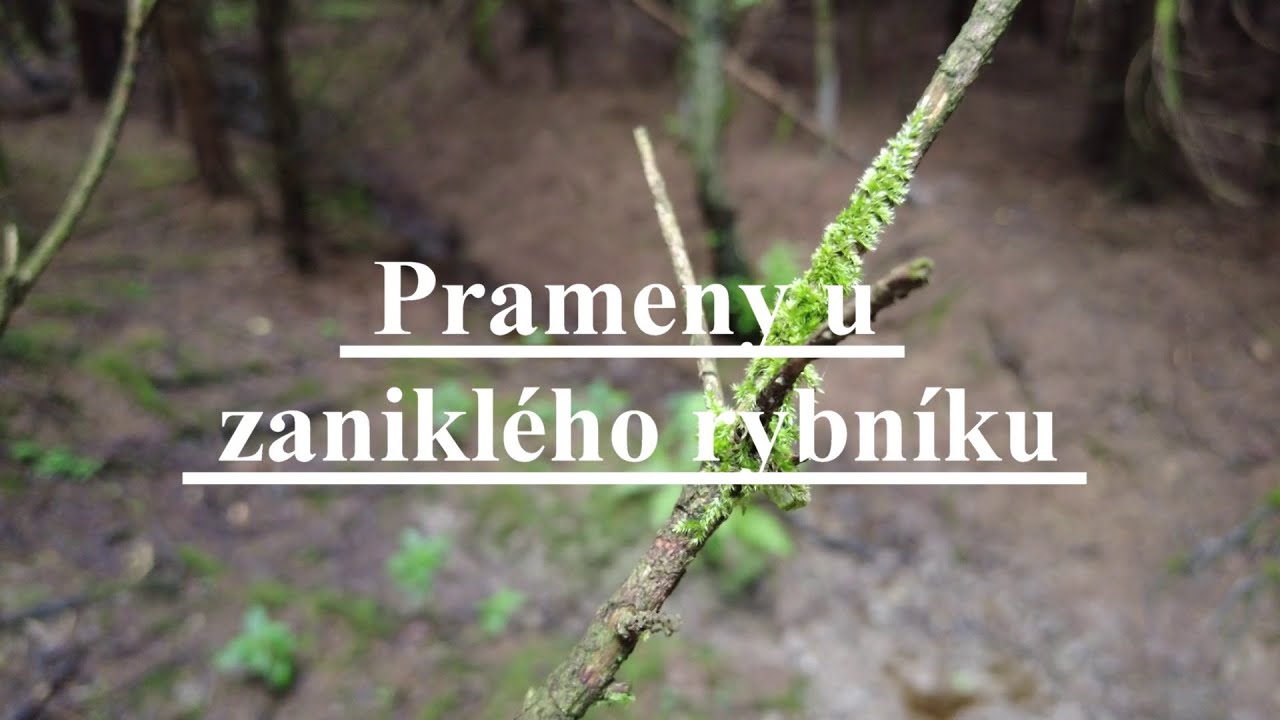 Prameny u zaniklého rybníku