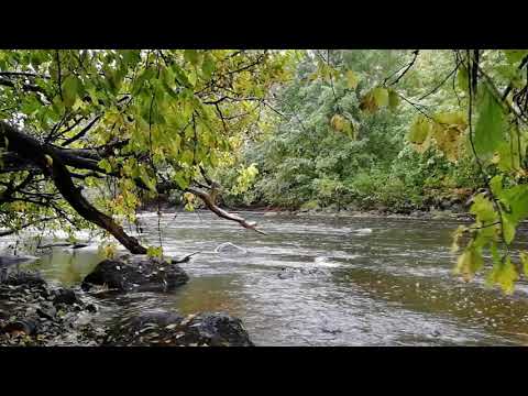 Skogsälv Naturljud Rinnande