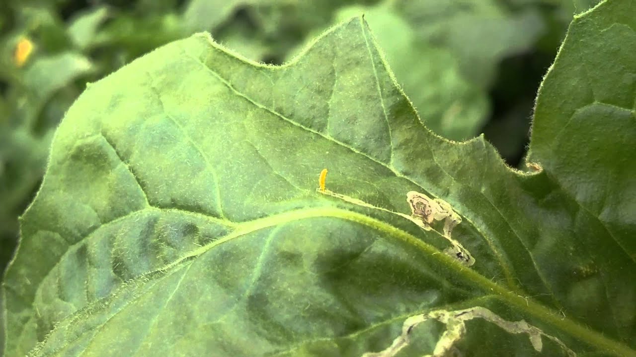 Вредители на рассаде томатов. Liriomyza bryoniae. Liriomyza trifolii. Пасленовый минер. Томатный минер.