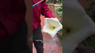 Pollinating a Rare Plant