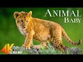 Baby Animals 4K - Wildlife Video Most Beautiful Of The Planet Earth - Video 4K Ultra HD