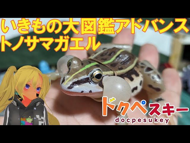 バンダイいきもの大図鑑アドバンス トノサマガエル - YouTube