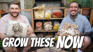 We Made a MUSHROOM Farm that Fits in every GARDEN and Cooked with a Special Guest