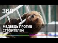 Медведь против строителей.  Мансур не может впасть в спячку.