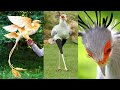 10 AVES RARAS MAIS BONITAS DO MUNDO