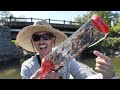 Fishing LIVE Crickets for Spawning Bluegill (Ultra Light Tackle)