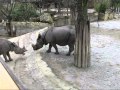 Rhino meeting at Zoo Vienna