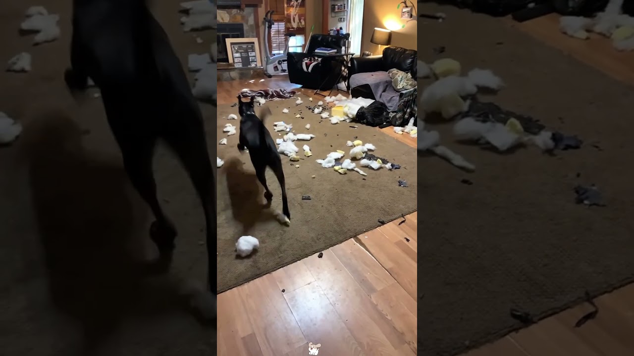 Dog“I call this interior redesign.” 🛋️🔨