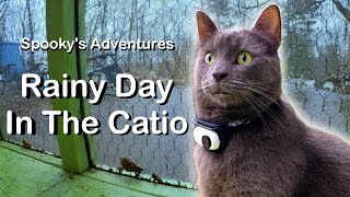 Rainy Day in The Catio: Cat Cam POV