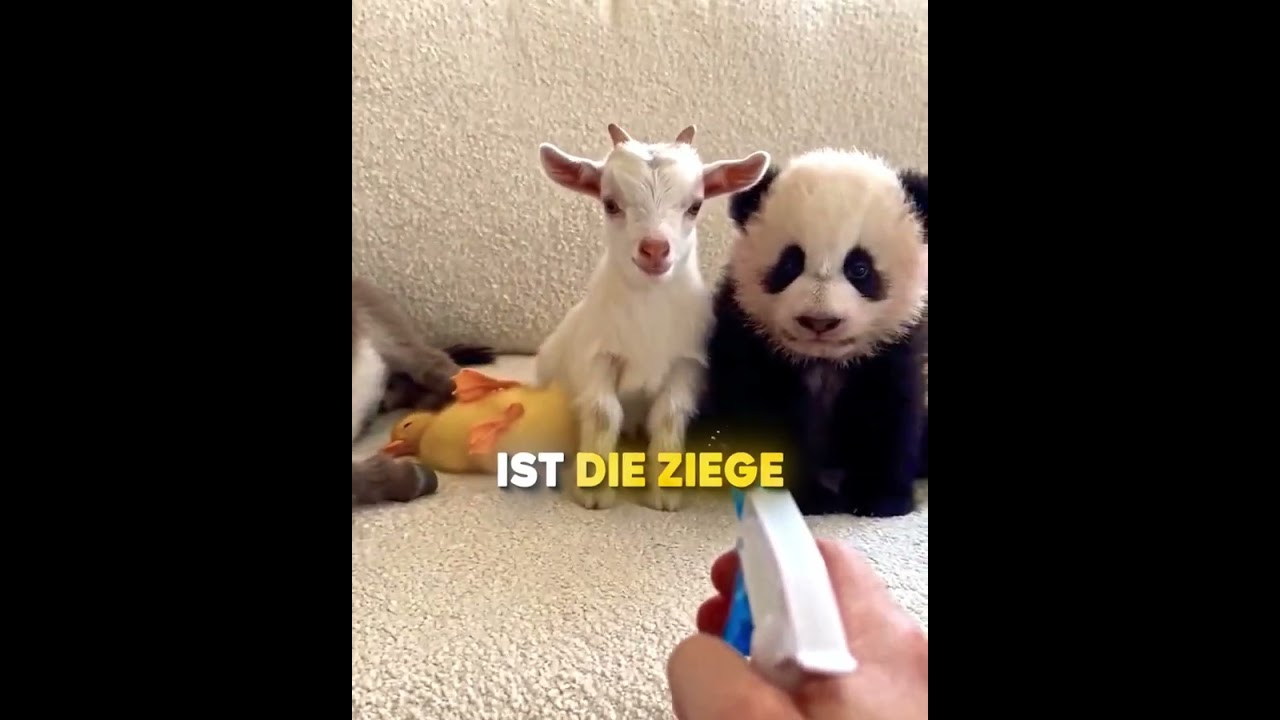 Tiere reagieren auf Spray 😳
