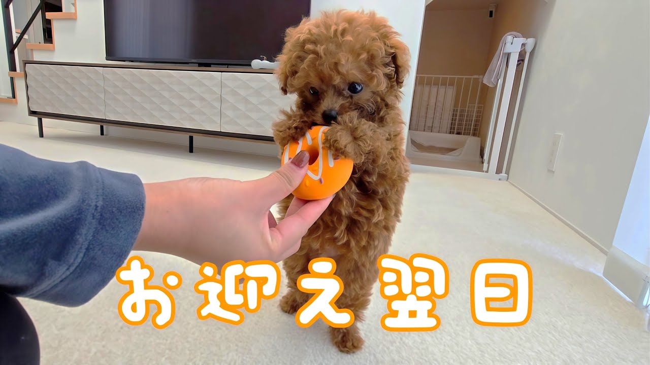 【お迎え翌日】トイプードルぽこた、少しだけおうちに慣れてきました【生後59日】