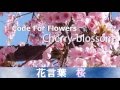 【花言葉紹介】 桜 produce by PrettyFly