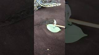 Channa fish catching - SNAKEHEAD FISH #shorts #fish #channa #viralvideo