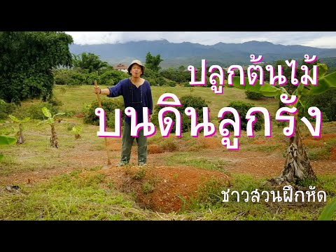 วีดีโอ: ดินไทร: ดินชนิดใดที่จำเป็นสำหรับการปลูกไทรในร่มที่บ้าน? องค์ประกอบของดิน เป็นแบบสากลหรือไม่?