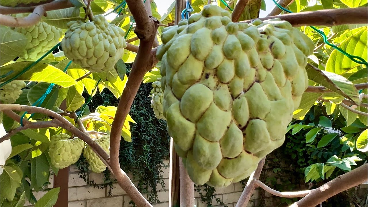 Harvesting Priestley, Lisa, African Pride Atemoya & Review.  Bội Thu Mẵng Cầu Vào Mùa Lễ Christmas. 