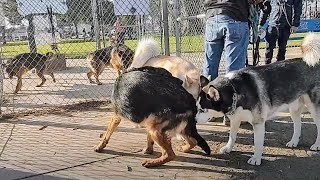 Three German Shepherds Enter Dog Park & Not Tryna Snitch, Snitches Get Stitches