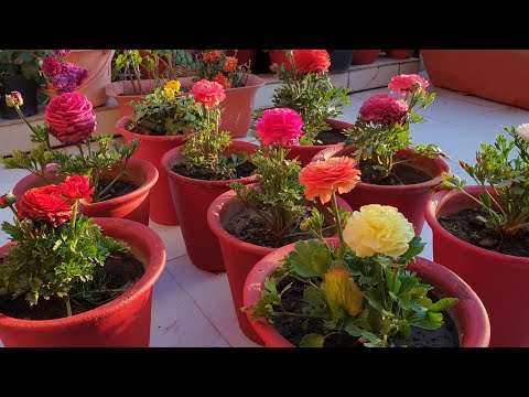 वीडियो: फ़ारसी बटरकप प्रसार - फ़ारसी बटरकप के बीज और बल्ब उगाना