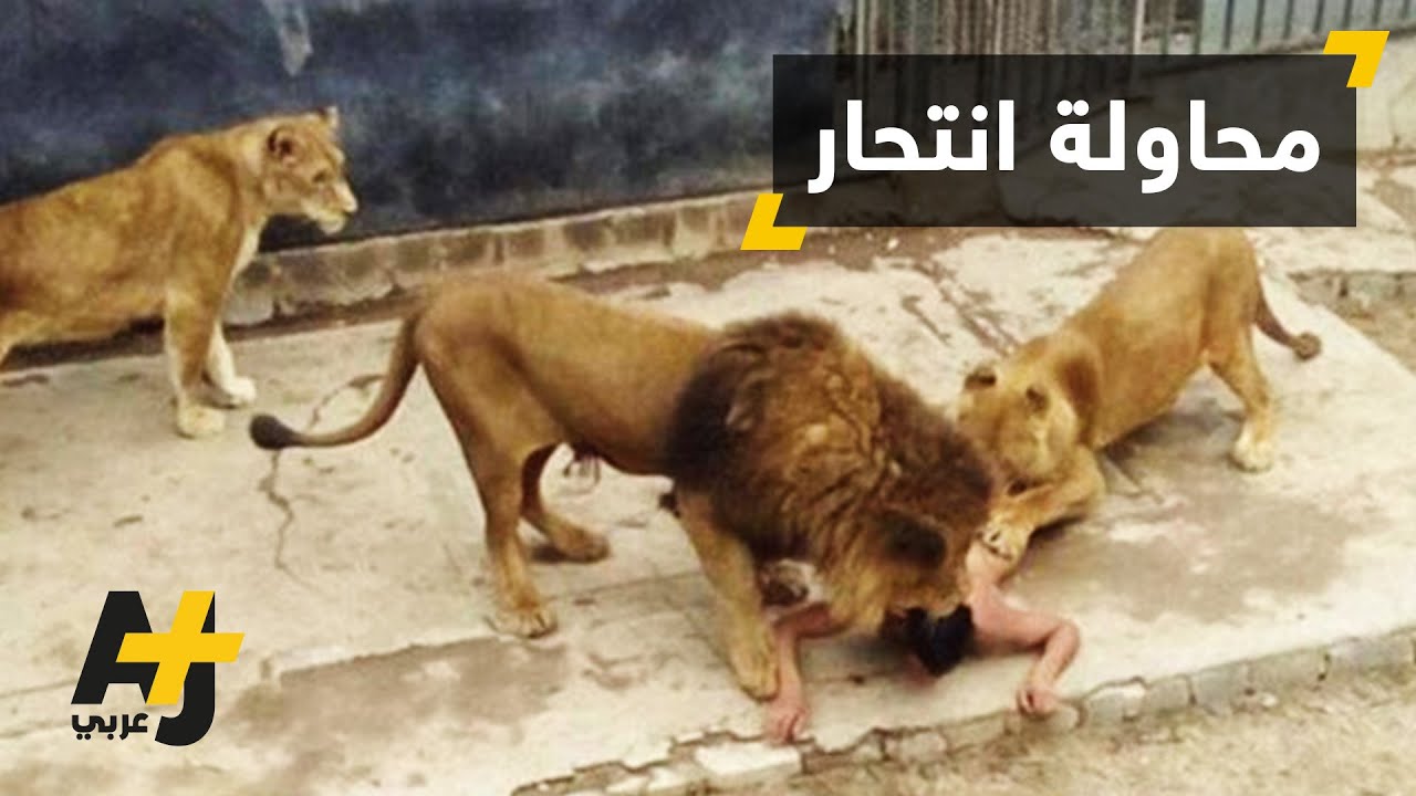 الانتحار بين الأسُود