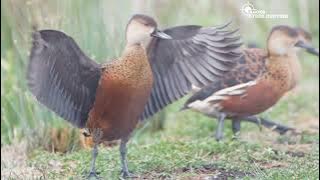 suara pikat burung belibis/mriwes ampuh ,jantan betina  lansung turun