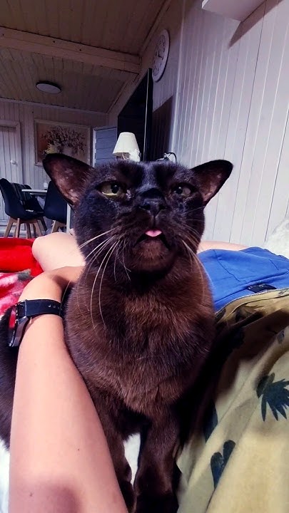 наш кот умеет показывать язык🤪#cat #котики - YouTube