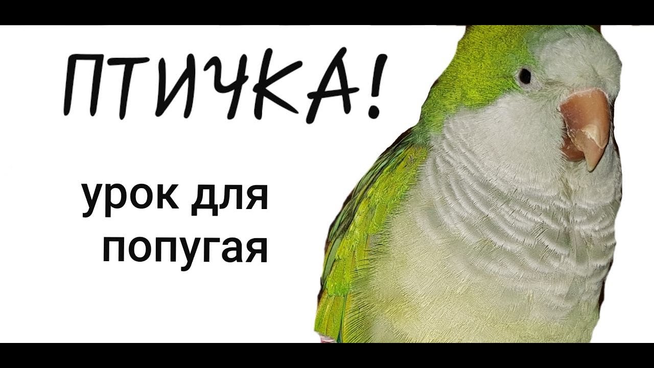 Обучающие уроки для попугаев. Уроки для попугаев по именам. Попугай с первого канала. Кеша хорошая птичка 1 урок. Хорошая птичка урок для попугаев.