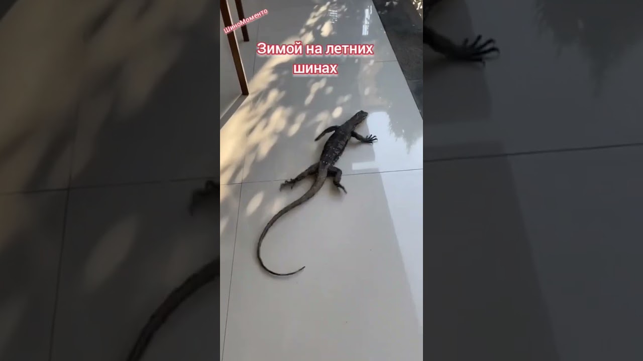 Зимние шины есть?