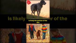 English Setter VS Irish Setter #dog #shortsvideo #facts #amazingfacts #shortfeeds #doglover #animals