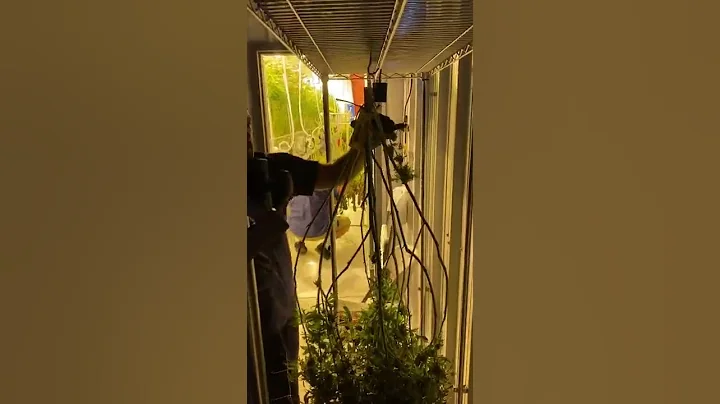 Stay METRC Compliant One *BEEP* At A Time With StashStock's CannaScale!