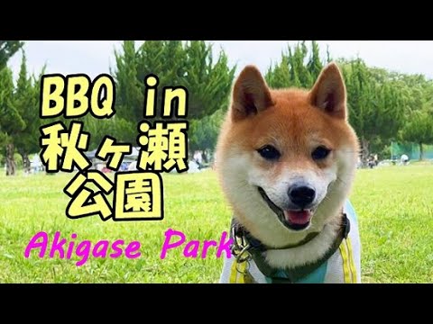 柴犬おーじろう☆初めてのBBQ in 秋ヶ瀬公園 Barbecue in Akigase Park