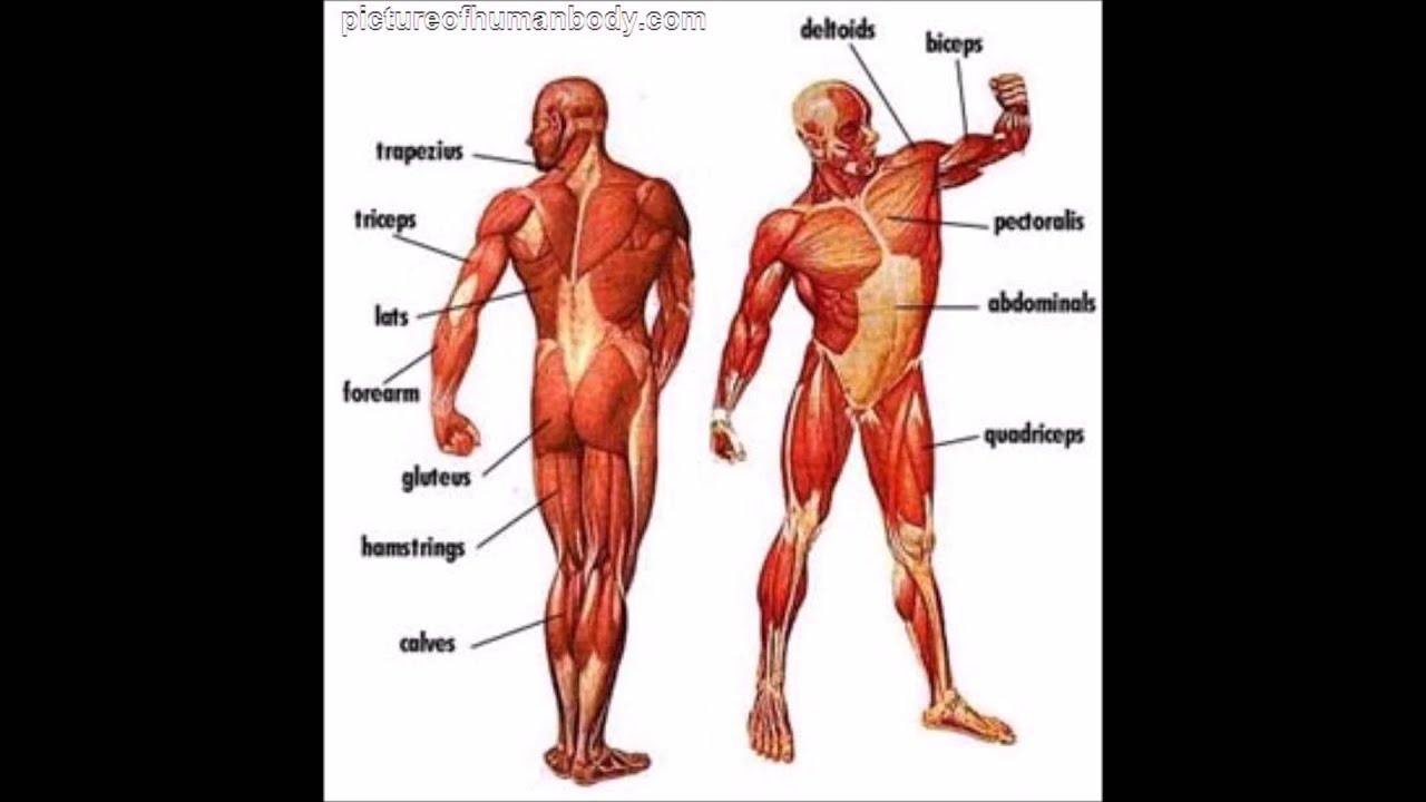 living inside my body camera iphone 8 plus apk