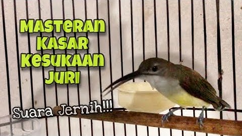 Top Masteran Kasar‼️Pijantung Pisang Konslet Gacor Mbeset Nembak Panjang Suara Jernih | Kicau Tembak
