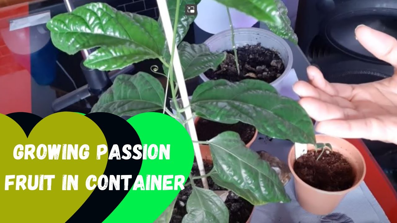 Growing Passion Fruit In Container YouTube