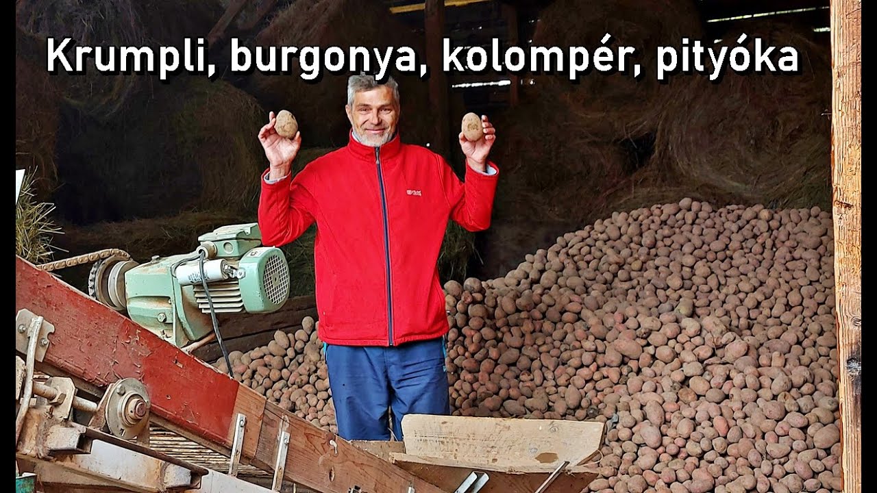 Pityókát ( krumpli, burgonya ) válogattam, zsákoltam Székelyföldön. Nálunk 2 lej, az-az 170ft. 1kg.