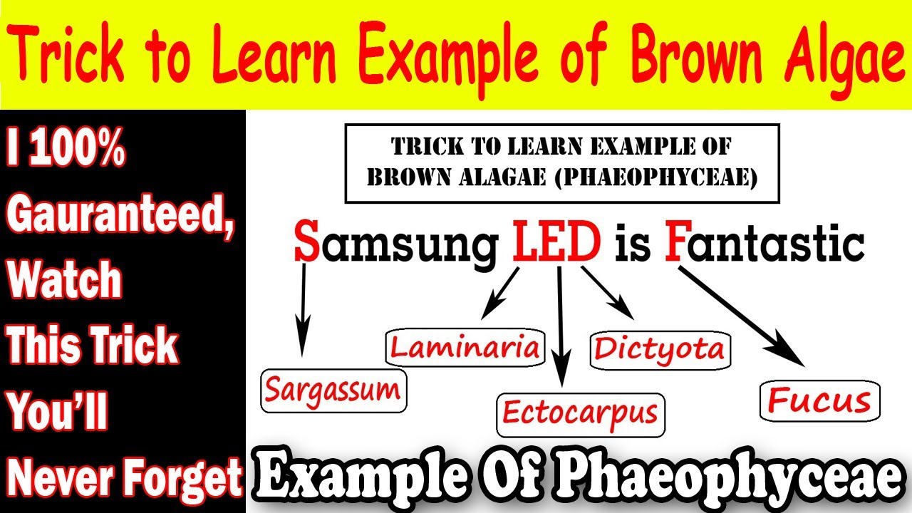 Trick To Learn Example of ALGAE in English | Learning With Khan - YouTube