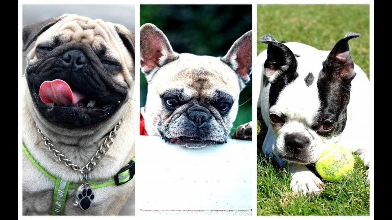 difference between pug and french bulldog