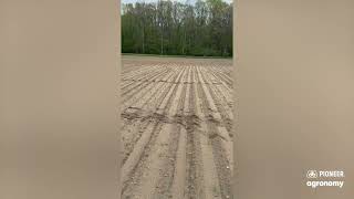 Evaluating Stress Emergence and Seed Quality in Corn | Pioneer Agronomy