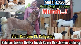 Murah..!! 1.750 GRATIS ONGKIR SE JAWA Kambing PE Kaligesing#bibitkambing #kambingpe #pertenakan