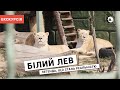 Екскурсія зоопарком. Білий лев - легенда, що стала реальністю
