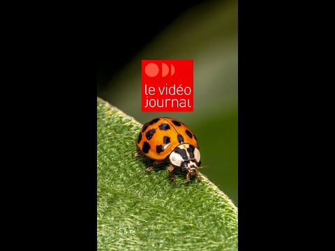 Vidéo: Comment se débarrasser des coccinelles dans la maison ?