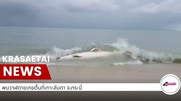 เศร้า!พบชากฉลามวาฬยักษ์ใหญ่ ท้องทะเลกระบี่ ตายขึ้นอืดลอยติดชายหาดเกาะลันตา